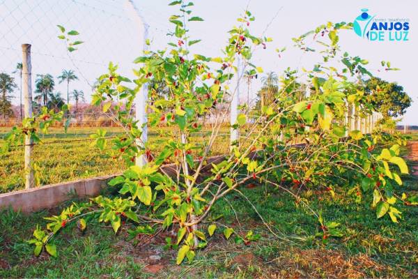 Estrutura Centro Terapêutico Anjos de Luz