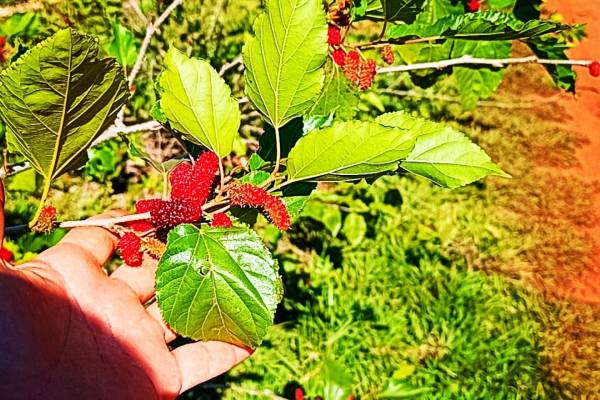 Estrutura Centro Terapêutico Anjos de Luz