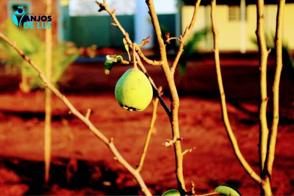 Estrutura Centro Terapêutico Anjos de Luz